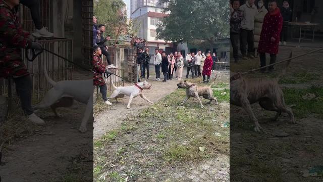 Dogo argentino and presa canario face to face Dogo argentino and presa canario face to face