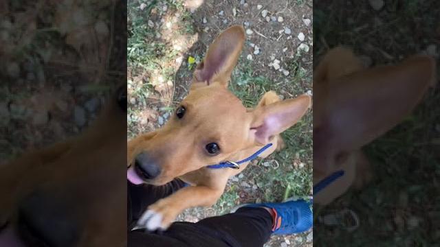 Yeni̇ köpeği̇m ponçi̇k / merhaba youtube Yeni̇ köpeği̇m ponçi̇k / merhaba youtube