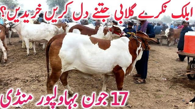Bahawalpur cow mandi today fresh video cholistani brahmn khere bachre || global village farming Bahawalpur cow mandi today fresh video cholistani brahmn khere bachre || global village farming
