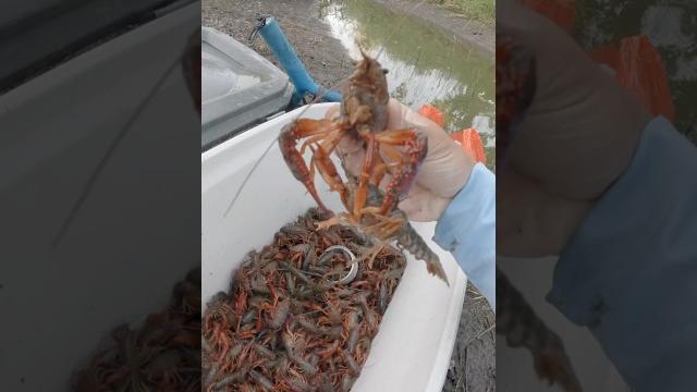 Giant carnivorous crawfish Giant carnivorous crawfish