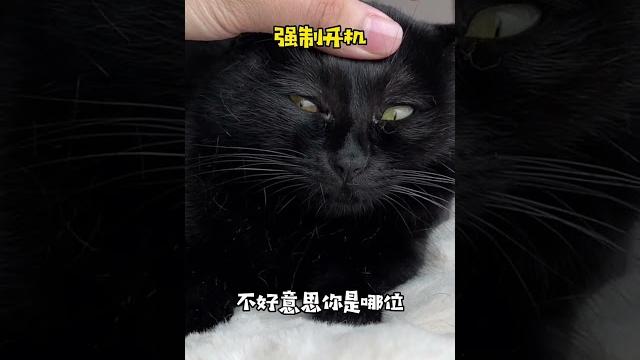 【一只黑糖啵啵】没想到我家黑猫一天内的颜值指数、如此跌宕起伏 【一只黑糖啵啵】没想到我家黑猫一天内的颜值指数、如此跌宕起伏
