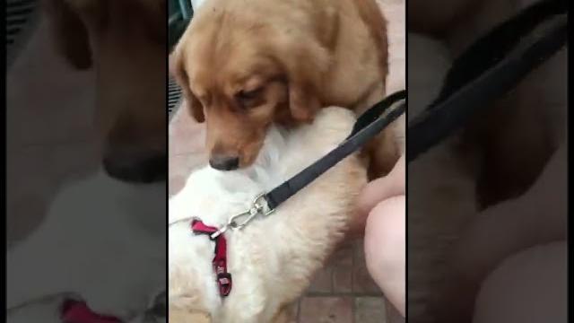 Red golden mating with white golden || mengawinkan anjing golden tipe amerika dengan english golden Red golden mating with white golden || mengawinkan anjing golden tipe amerika dengan english golden