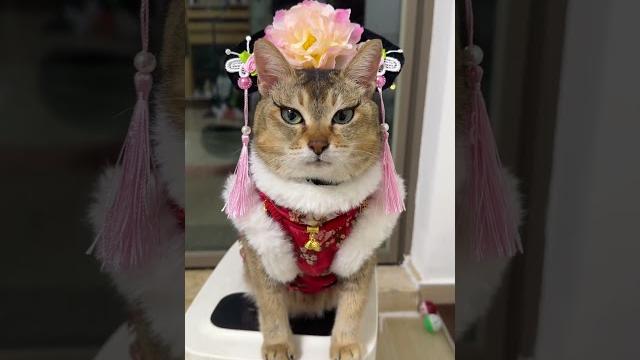性感小野猫祝大家大年初二财源滚滚来!#好好过场星龙年 #好运小猫 性感小野猫祝大家大年初二财源滚滚来!#好好过场星龙年 #好运小猫
