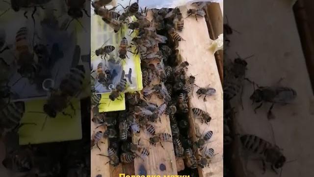 Замена матки. часть 4 Замена матки. часть 4