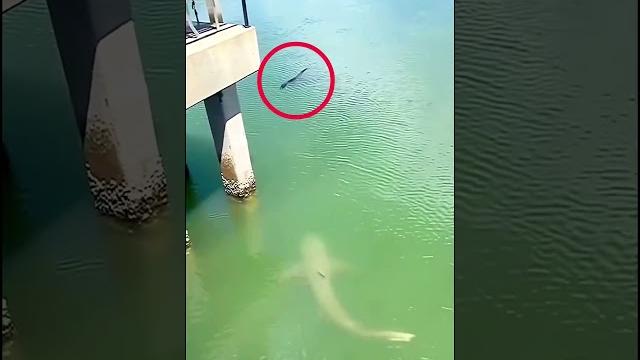 Shark vs alligator - vía thedailygator Shark vs alligator - vía thedailygator