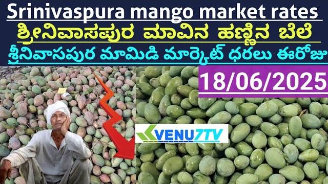 #18/06/2025 #today srinivaspura mango rates #srinivaspura mango market rates #mango rates #venu7tv #18/06/2025 #today srinivaspura mango rates #srinivaspura mango market rates #mango rates #venu7tv
