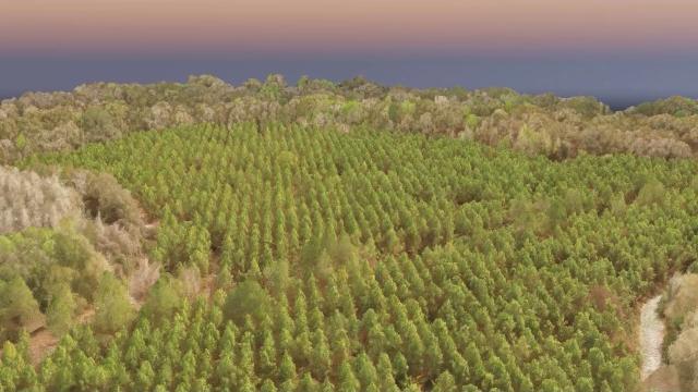 Longleaf pine stand - point cloud Longleaf pine stand - point cloud