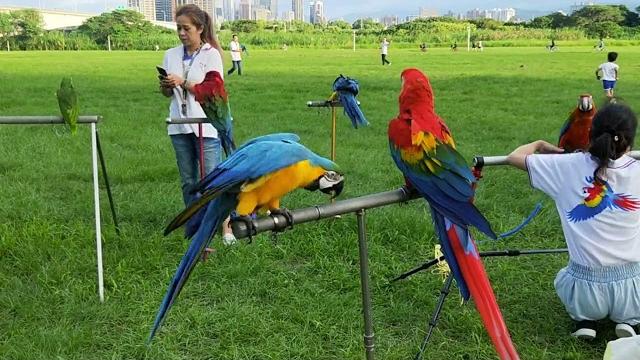 Parrot fair...#shorts Parrot fair...#shorts