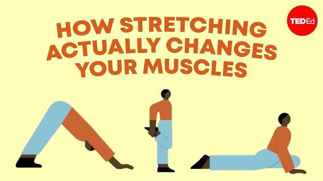 How stretching actually changes your muscles - malachy mchugh How stretching actually changes your muscles - malachy mchugh