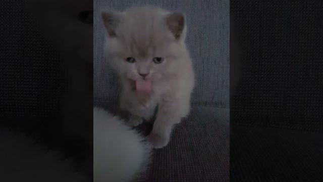 Учимся умываться Учимся умываться