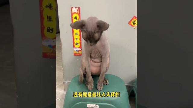 【奧斯卡一家的歡樂日常】你們說要不要帶一隻回家過年呢? 【奧斯卡一家的歡樂日常】你們說要不要帶一隻回家過年呢?