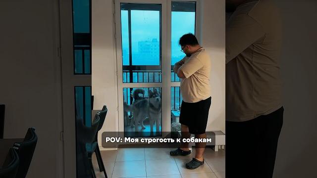 Строгий хозяин. #dog #собака #husky #хаски #юмор Строгий хозяин. #dog #собака #husky #хаски #юмор