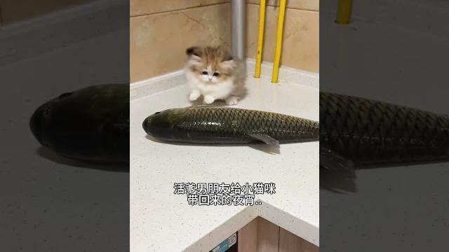 【#雪球日记】小猫咪:最后的晚餐?2.0 #猫咪的迷惑行为 #曼基康矮脚 【#雪球日记】小猫咪:最后的晚餐?2.0 #猫咪的迷惑行为 #曼基康矮脚