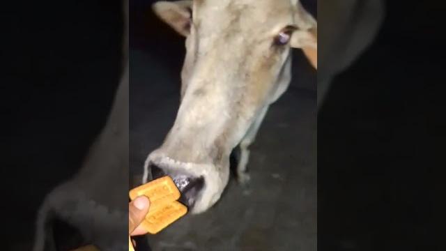 #short#video #viral#gau#dan# #short#video #viral#gau#dan#
