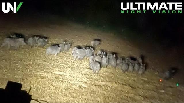 World record for hogs eliminated in less than 30 seconds World record for hogs eliminated in less than 30 seconds