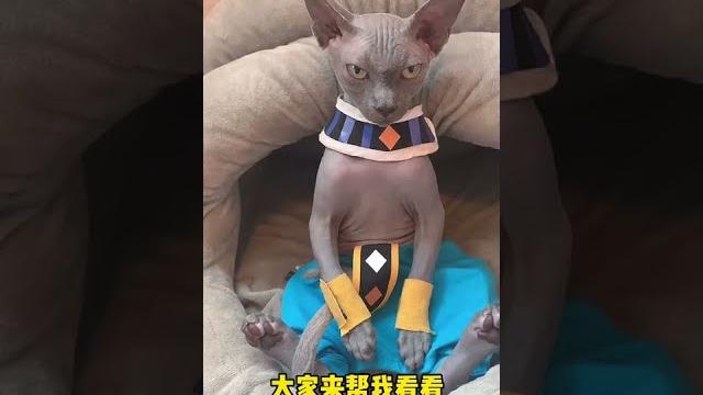 【奧斯卡和糖糖姐】真的值這麼多錢嗎? 【奧斯卡和糖糖姐】真的值這麼多錢嗎?