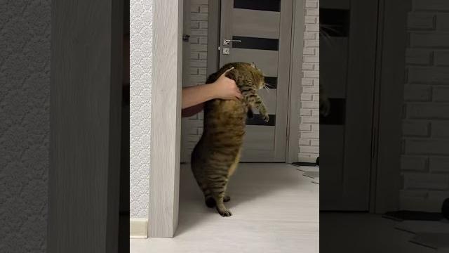 Кот танцует Кот танцует