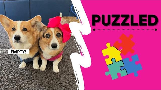Dog solves riddle! #puzzle #corgi Dog solves riddle! #puzzle #corgi