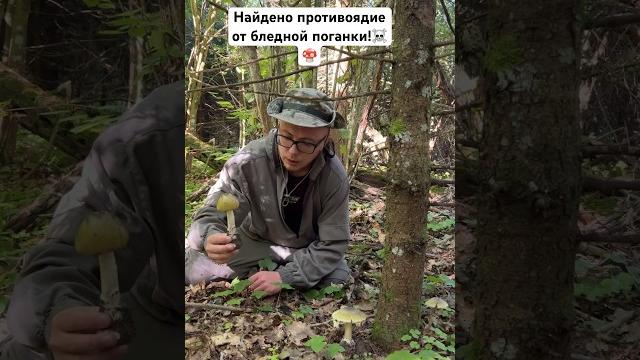 Найдено противоядие от бледной поганки! Найдено противоядие от бледной поганки!
