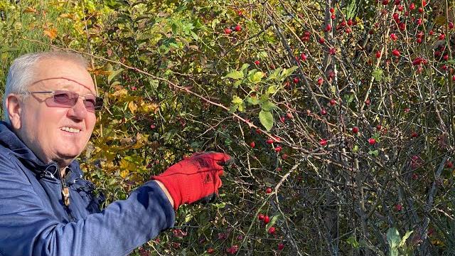 Шиповник для варенья Шиповник для варенья