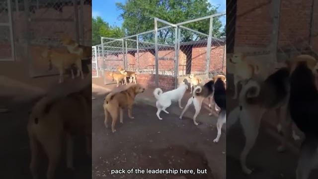 Real alpha dog babydoggy Real alpha dog babydoggy