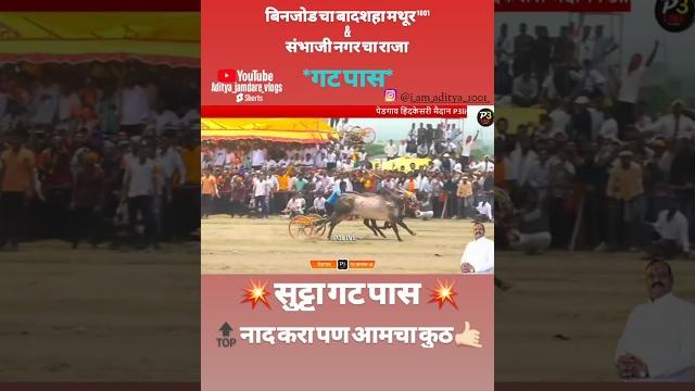 मथूर¹⁰⁰¹& राजा गट पास पेडगाव हिंदकेसरी#p3live#bailgadasharyat#live#shorts#trending#viral#short#नाद. मथूर¹⁰⁰¹& राजा गट पास पेडगाव हिंदकेसरी#p3live#bailgadasharyat#live#shorts#trending#viral#short#नाद.