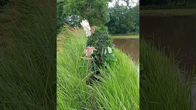 Home water bird# super# #short #video# #india#indonesia# vietnam# #mexico#brazil#italian#united# Home water bird# super# #short #video# #india#indonesia# vietnam# #mexico#brazil#italian#united#