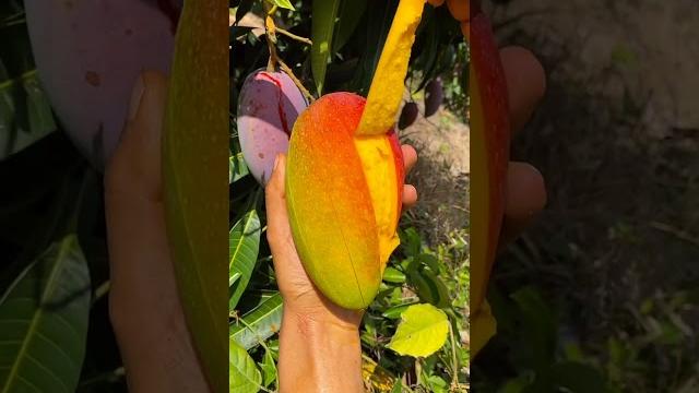 How to cut fresh mango | fresh fruit cutting in my farm How to cut fresh mango | fresh fruit cutting in my farm