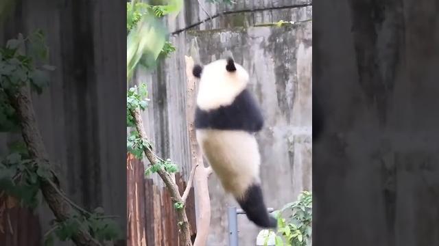 Panda falling funny videos Panda falling funny videos
