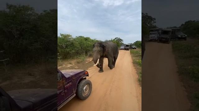 Yala big boy sando in yala safari jeep attack #shorts #animals #elephant #wildlife #yala #srilanka Yala big boy sando in yala safari jeep attack #shorts #animals #elephant #wildlife #yala #srilanka
