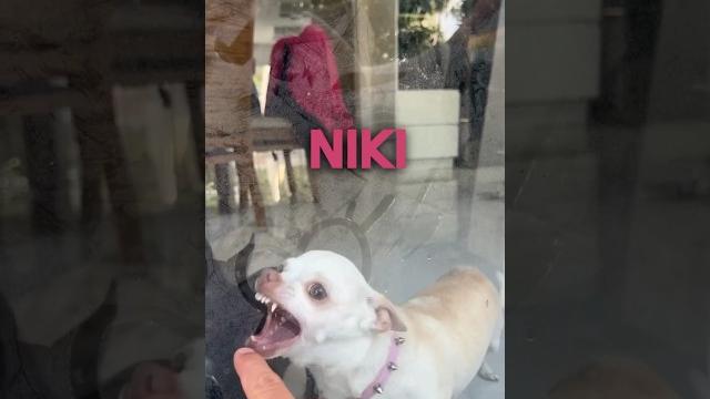 Niki my chihuahua is jealous Niki my chihuahua is jealous