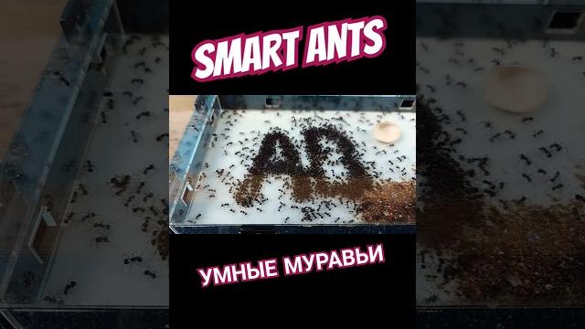 Умные муравьи! #alexboyko #ants #smartants Умные муравьи! #alexboyko #ants #smartants