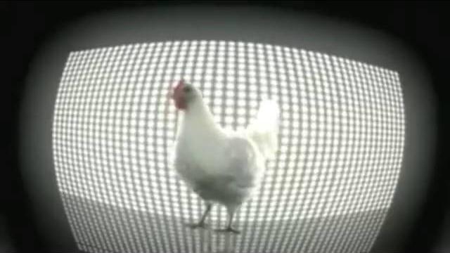 Çok komik tavuk şarkısı Çok komik tavuk şarkısı