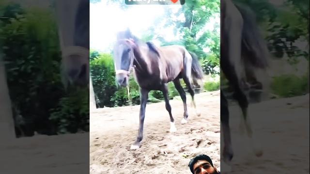 Ugly horse riding training zuljinah horse #horseridingschool #horse #sterstallion #equestrian Ugly horse riding training zuljinah horse #horseridingschool #horse #sterstallion #equestrian
