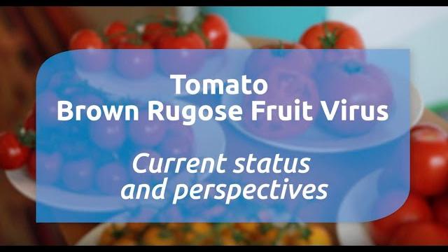 Current status and perspectives of tobrfv – a presentation from aviv dombrovsky (volcani institute) Current status and perspectives of tobrfv – a presentation from aviv dombrovsky (volcani institute)