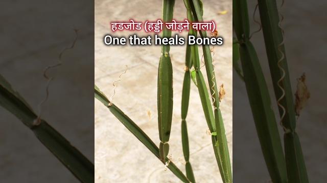 Bone-joining plant / hadjod ayurvedic herb that heals bones. #shorts #bonesetter #bonehealer Bone-joining plant / hadjod ayurvedic herb that heals bones. #shorts #bonesetter #bonehealer