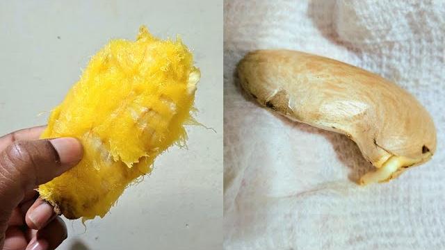 How to germinate mango seeds How to germinate mango seeds