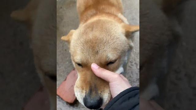 #狗狗 #中华田园犬 #艾特出最像它的人 今天下小雨,阿黄就守在小院门内等我,身上都淋湿了 #狗狗 #中华田园犬 #艾特出最像它的人 今天下小雨,阿黄就守在小院门内等我,身上都淋湿了