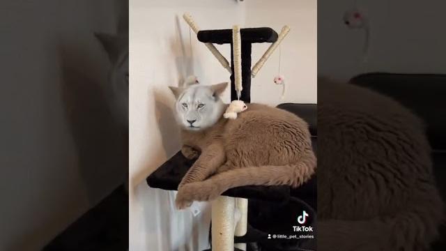 Lion king simba , король лев симба Lion king simba , король лев симба