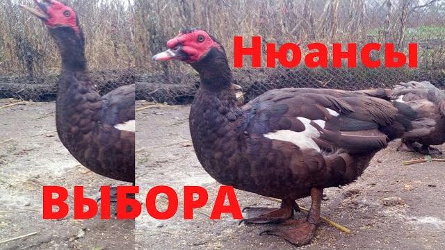 Мускусные утки тяжёлой линии критерии выбора мускусных уток нюансы при выборе мускусных уток сельска Мускусные утки тяжёлой линии критерии выбора мускусных уток нюансы при выборе мускусных уток сельска