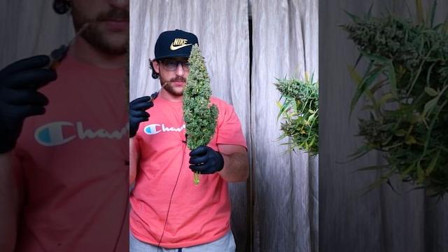 Why and when to wet trim ️ Why and when to wet trim ️