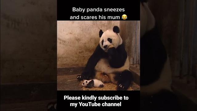 Baby panda sneeze and scares his mom. Baby panda sneeze and scares his mom.