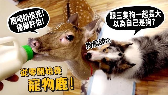 【從零開始養】寵物鹿!鹿喝奶很兇!撞爆許伯!跟三隻狗一起長大!以為自己是狗?鹿咬人像惡婆婆虐待媳婦?梅花鹿!【許伯簡芝】deer 【從零開始養】寵物鹿!鹿喝奶很兇!撞爆許伯!跟三隻狗一起長大!以為自己是狗?鹿咬人像惡婆婆虐待媳婦?梅花鹿!【許伯簡芝】deer