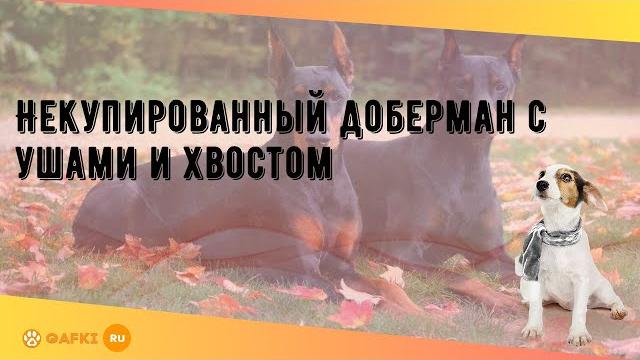 Некупированный доберман с ушами и хвостом Некупированный доберман с ушами и хвостом