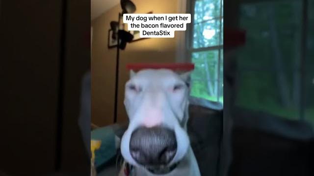 She loves bacon! #bacon #doggy She loves bacon! #bacon #doggy