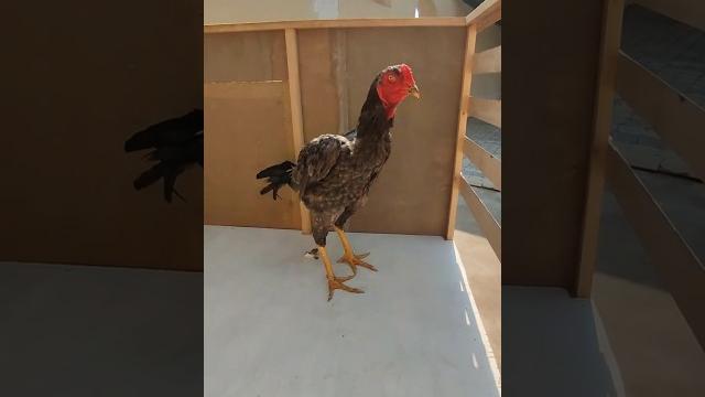 Dakan ishqibozlari uchun #fishing #riba #baliqovi #baliq #rek #наманган #toys #birds #dakan Dakan ishqibozlari uchun #fishing #riba #baliqovi #baliq #rek #наманган #toys #birds #dakan