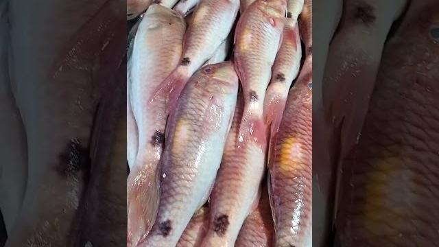 Mustafa sea food madurai Mustafa sea food madurai