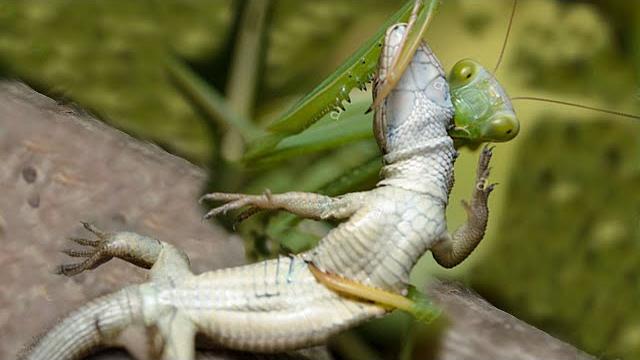 Praying mantis attacks and eats lizard Praying mantis attacks and eats lizard