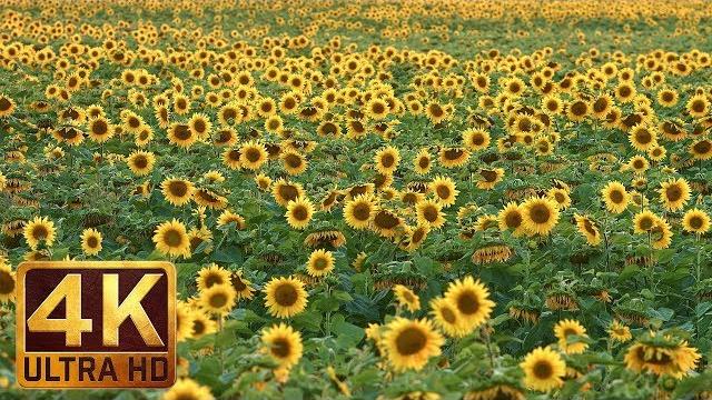 Yellow sunflowers in 4k uhd relax video - 1 hour nature sounds Yellow sunflowers in 4k uhd relax video - 1 hour nature sounds