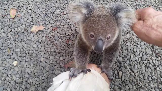 Koala baby rescue Koala baby rescue